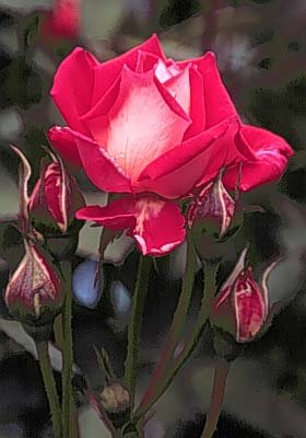 State Flower - The Rose